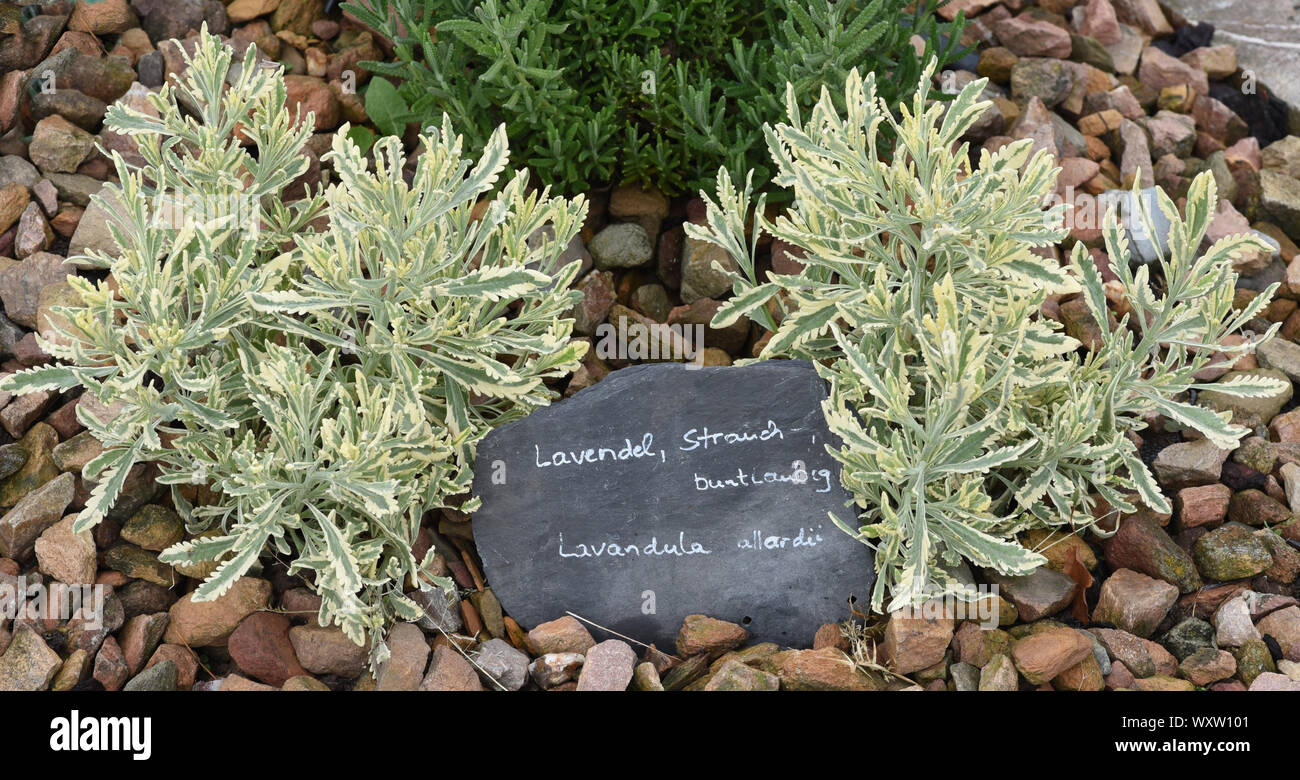 Lavendel, Strauch-, Buntlaubig, Lavendula allardii ist eine Heil- und Duftpflanze mit blauen Blueten und wird in der Medizin verwendet. Lavendel, shr Stockfoto