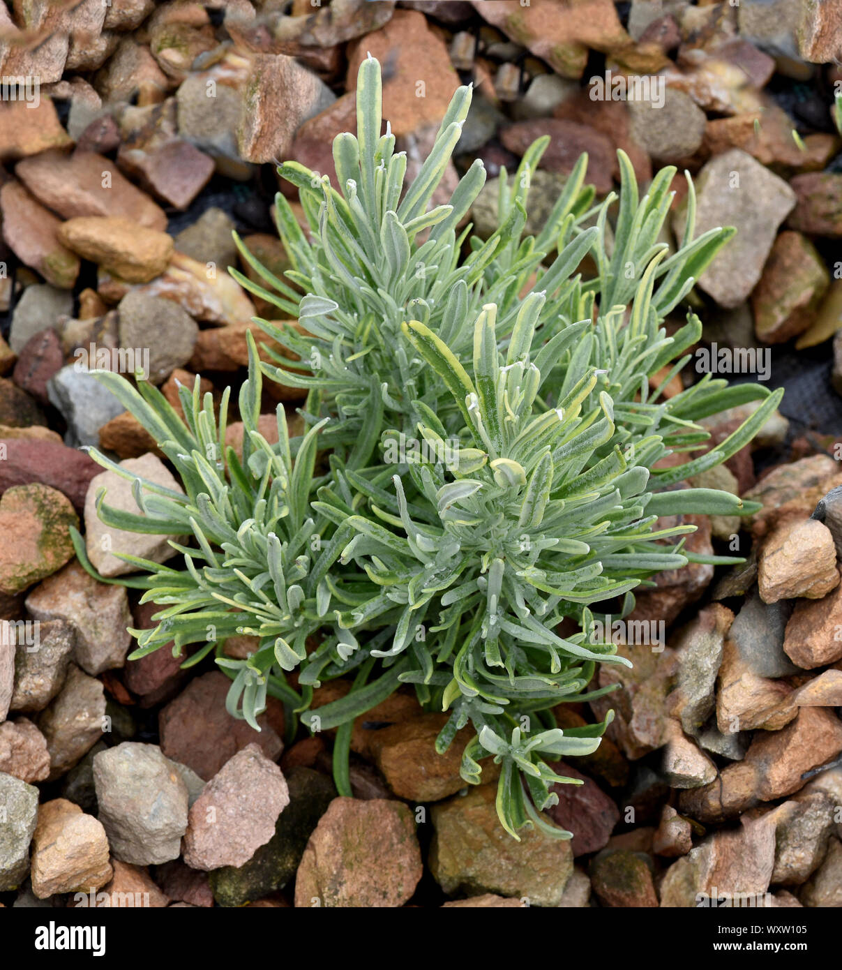 Lavendel, weissbunt-, Lavendula intermedia, Silber Rand ist eine Heil- und Duftpflanze mit blauen Blueten und wird in der Medizin verwendet. Lavendel Stockfoto