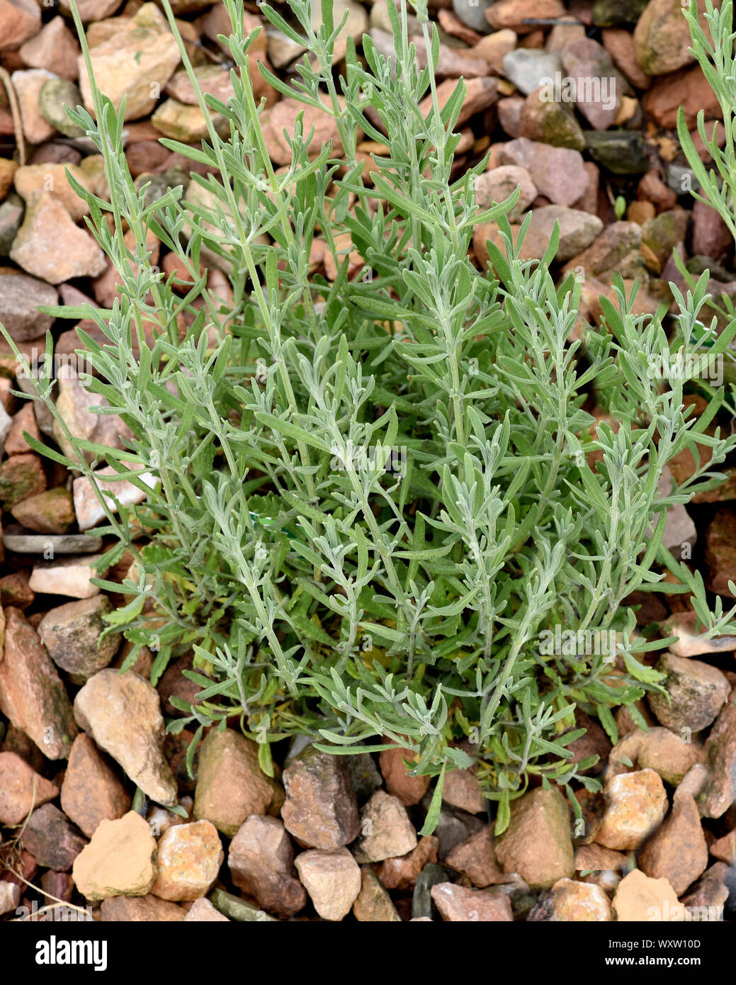 Lavendel, Zimmer-, Lavendula heterophylla, ist eine Heil- und Duftpflanze mit blauen Blueten und wird in der Medizin verwendet. Lavendel, Lavendula h Stockfoto