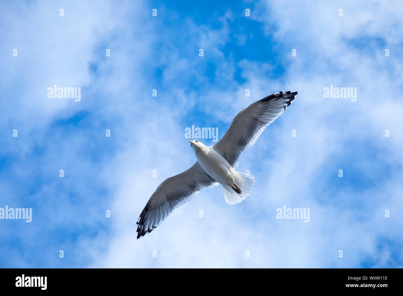 Nahe der Unterseite der Flügel und Federn von Ring-billed Gull, Larus delawarensis, Segelfliegen in einsamen Flug auf Cape Cod, USA Stockfoto