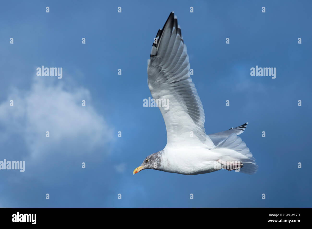 Nahe der Unterseite der Flügel und Federn von Jungfischen von Ring-billed Gull, Larus delawarensis, Segelfliegen in einsamen Flug auf Cape Cod, USA Stockfoto