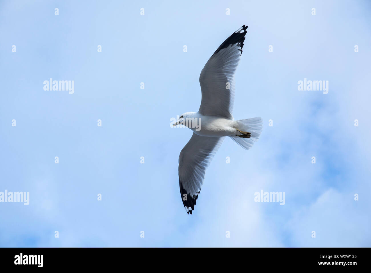 Nahe der Unterseite der Flügel und Federn von Ring-billed Gull, Larus delawarensis, hochfliegend, im einsamen Flug auf Cape Cod, USA Stockfoto