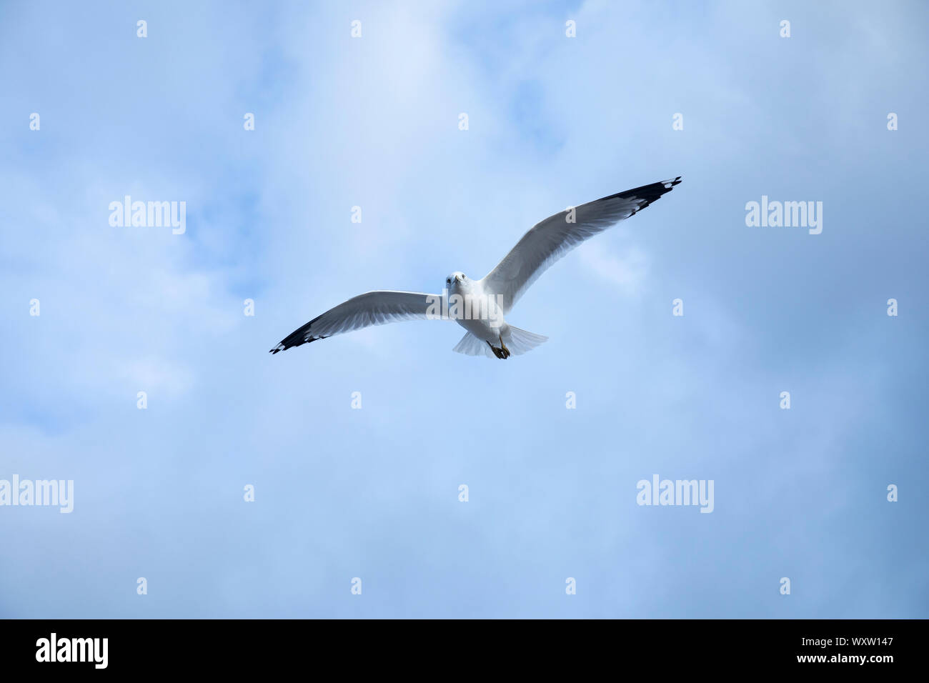 Nahe der Unterseite der Flügel und Federn von Ring-billed Gull, Larus delawarensis, Segelfliegen in einsamen Flug auf Cape Cod, USA Stockfoto