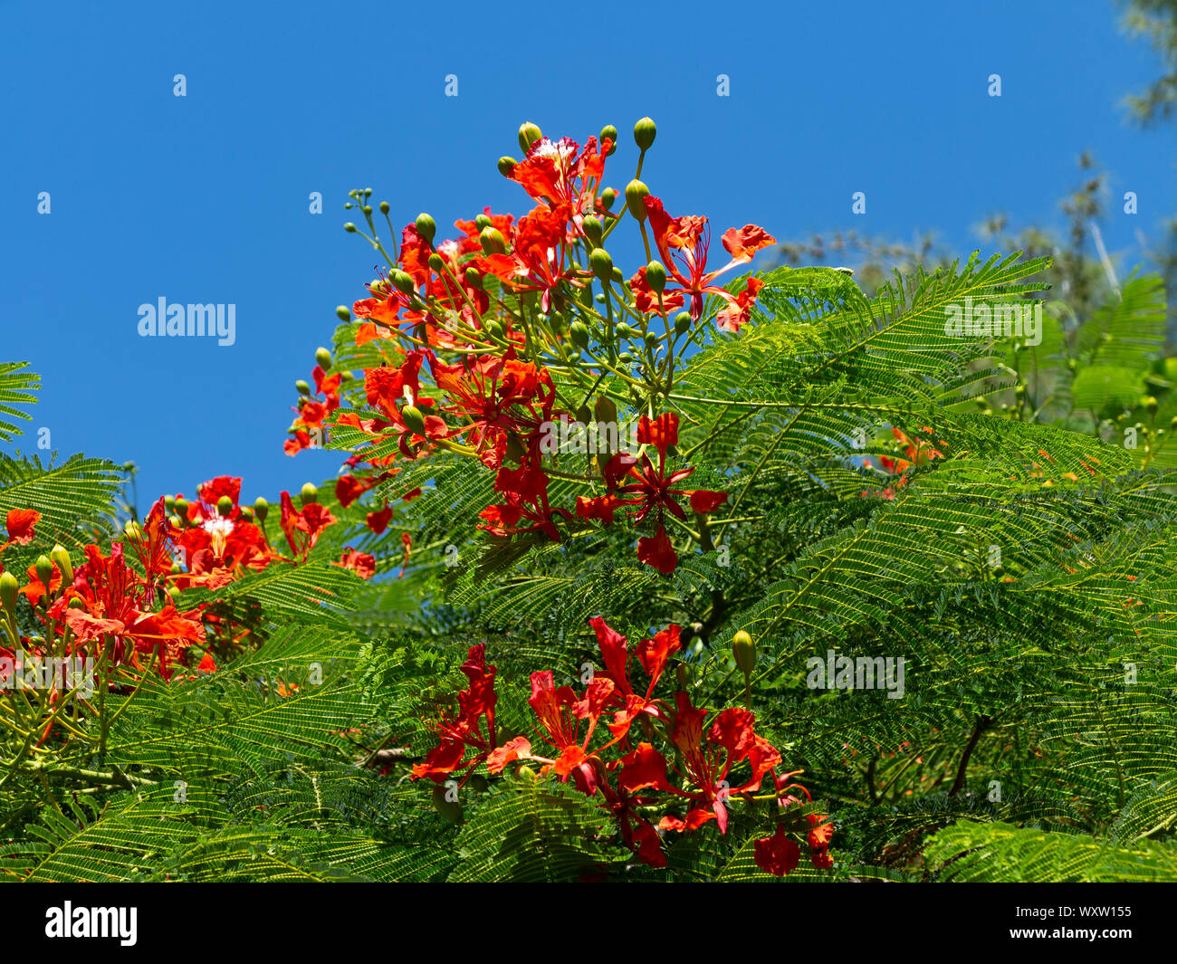 In der Nähe von einem Flame Tree in der Blüte vor einem strahlend blauen Himmel, Bermuda Stockfoto