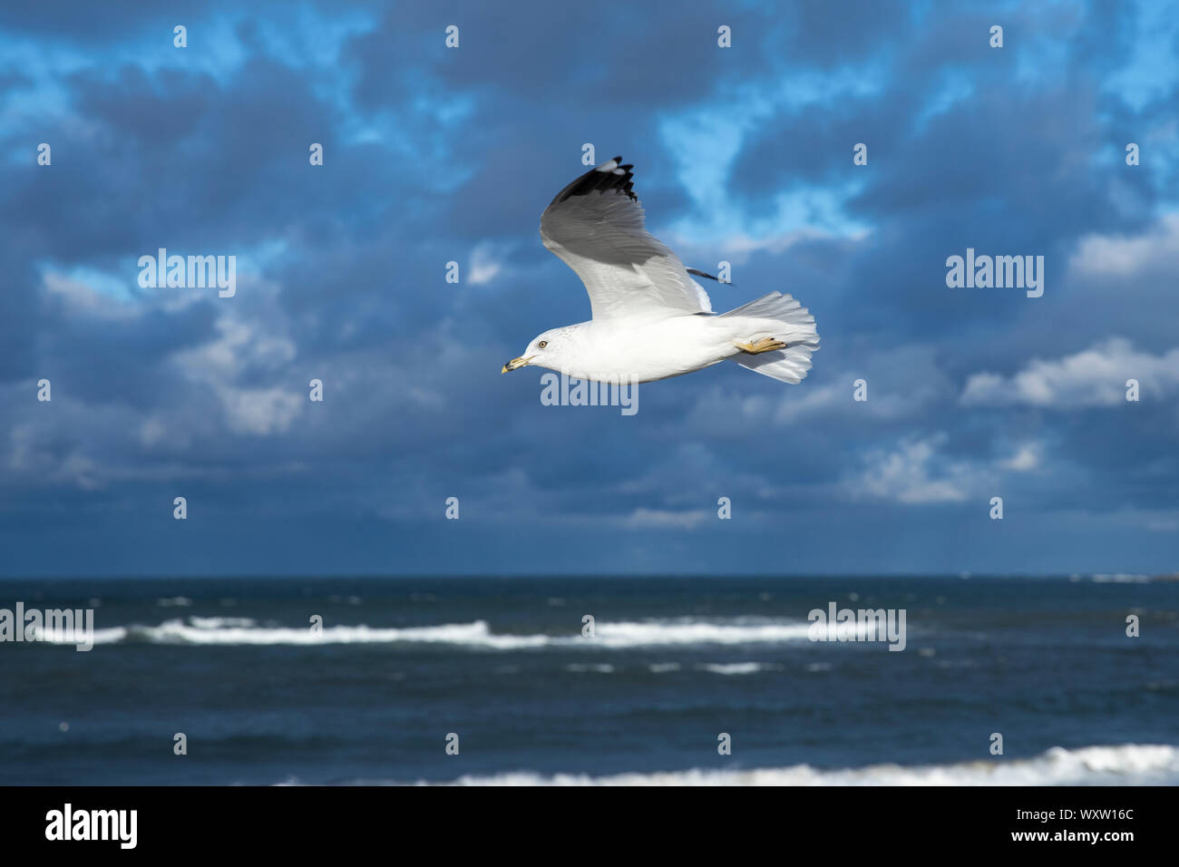 Nahe der Unterseite der Flügel und Federn von Ring-billed Gull, Larus delawarensis, im einsamen Flug auf Cape Cod, USA Stockfoto