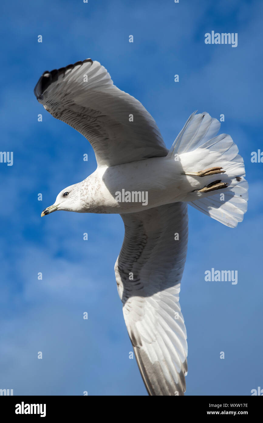 Nahe der Unterseite der Flügel und Federn von Jungfischen von Ring-billed Gull, Larus delawarensis, im einsamen Flug auf Cape Cod, USA Stockfoto