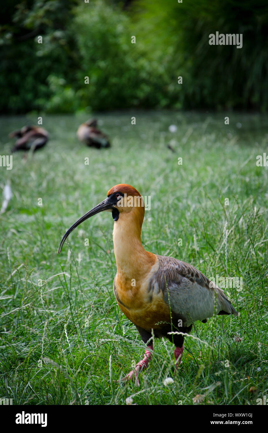 Scarlet ibis oder Eudocimus. hautnah und isolierten roten Vogel mit einem langen scharfen Schnabel Stockfoto