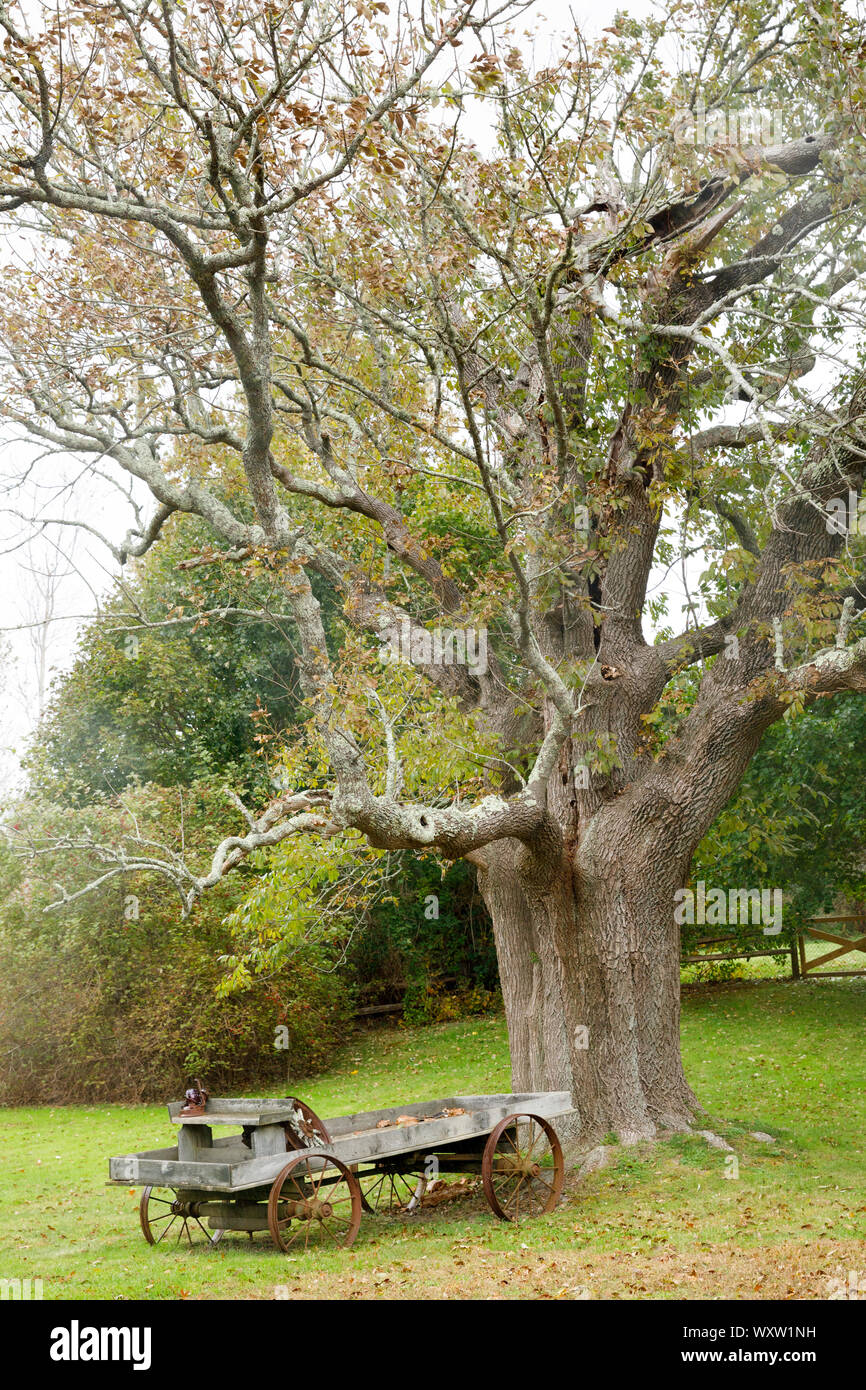 Alte landwirtschaftliche Anhänger von alten Baum, Cape Cod, New England, USA Stockfoto