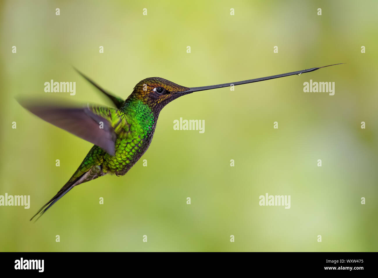 Schwert-billed Hummingbird - Ensifera ensifera, beliebten langen Schnabel hummingbird von Andinen Pisten von Südamerika, Guango Lodge, Ecuador. Stockfoto