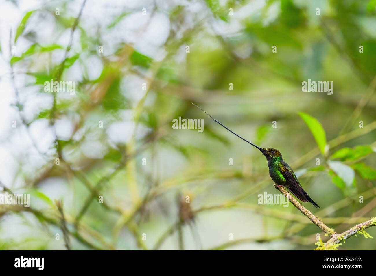 Schwert-billed Hummingbird - Ensifera ensifera, beliebten langen Schnabel hummingbird von Andinen Pisten von Südamerika, Guango Lodge, Ecuador. Stockfoto