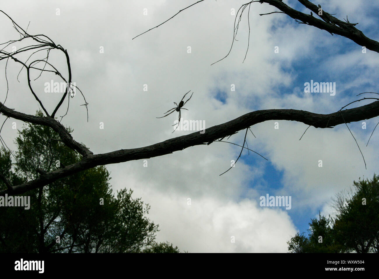 Golden Orb Web Spider und auf Fraser Island, Queensland, Australien, die größte Sandinsel der Welt Stockfoto