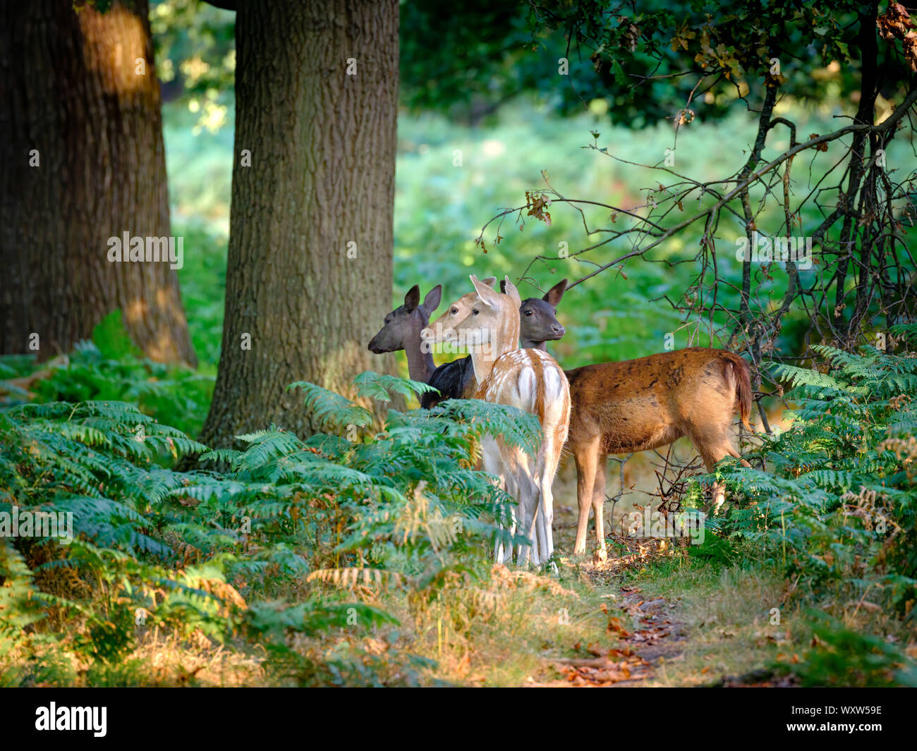 Reh im Richmond Park, London Stockfoto