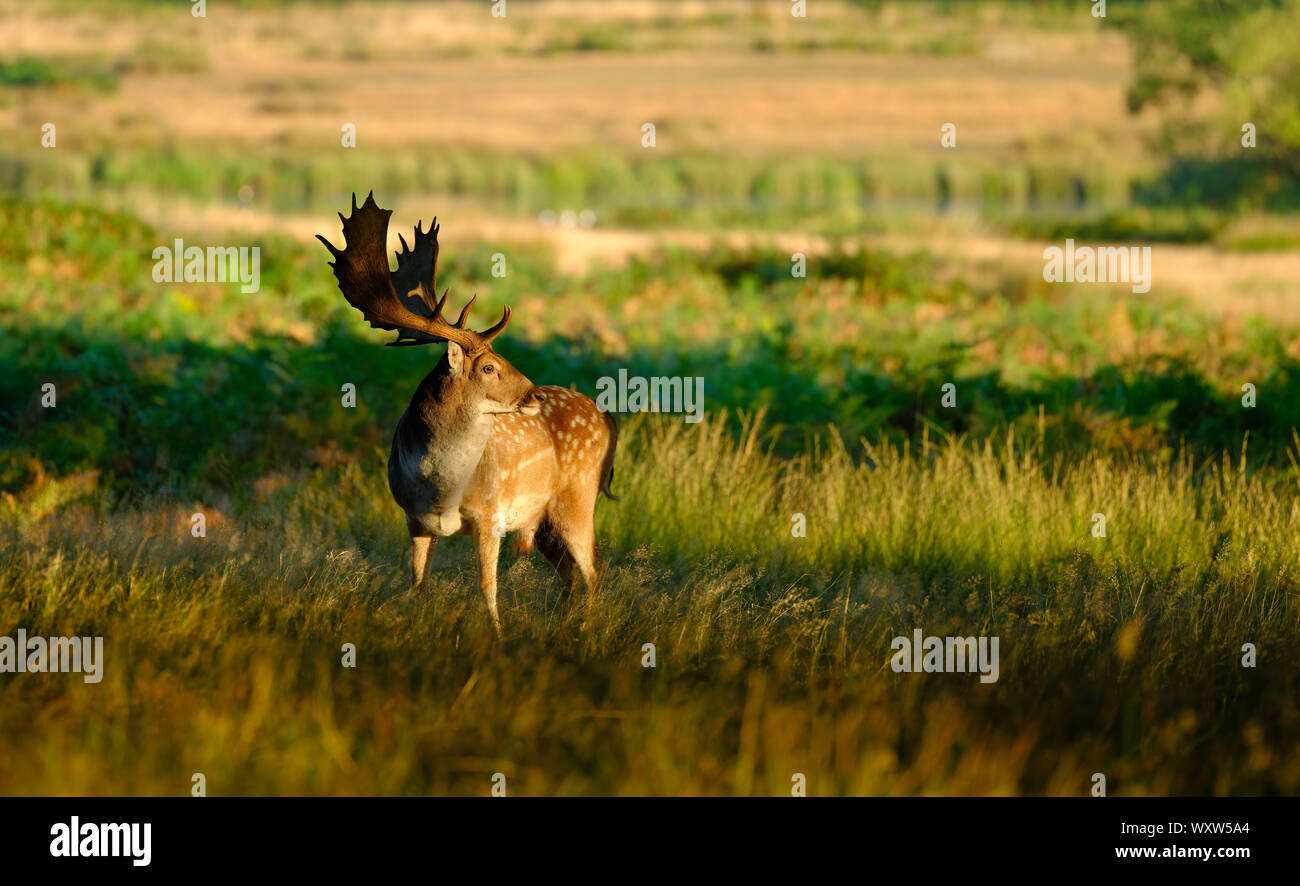 Reh im Richmond Park, London Stockfoto