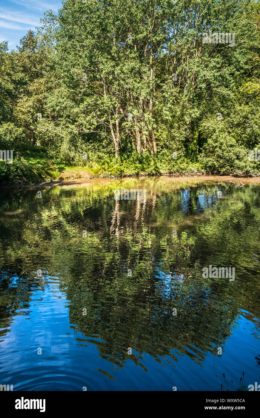 Spiegelungen im See in Tehidy Country Park, das größte Waldgebiet im Westen von Cornwall. Stockfoto