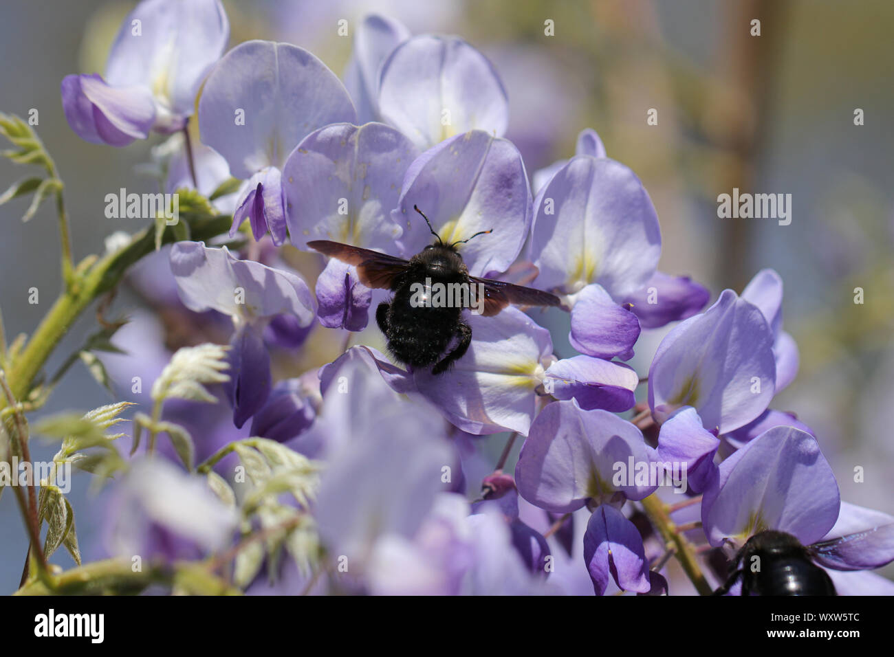 Hummel auf Wisteria blütenstand an einem sonnigen Tag Stockfoto