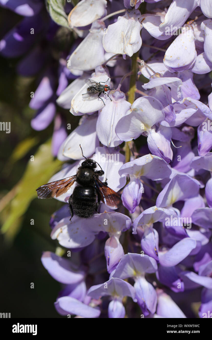 Hummel auf Wisteria blütenstand an einem sonnigen Tag Stockfoto