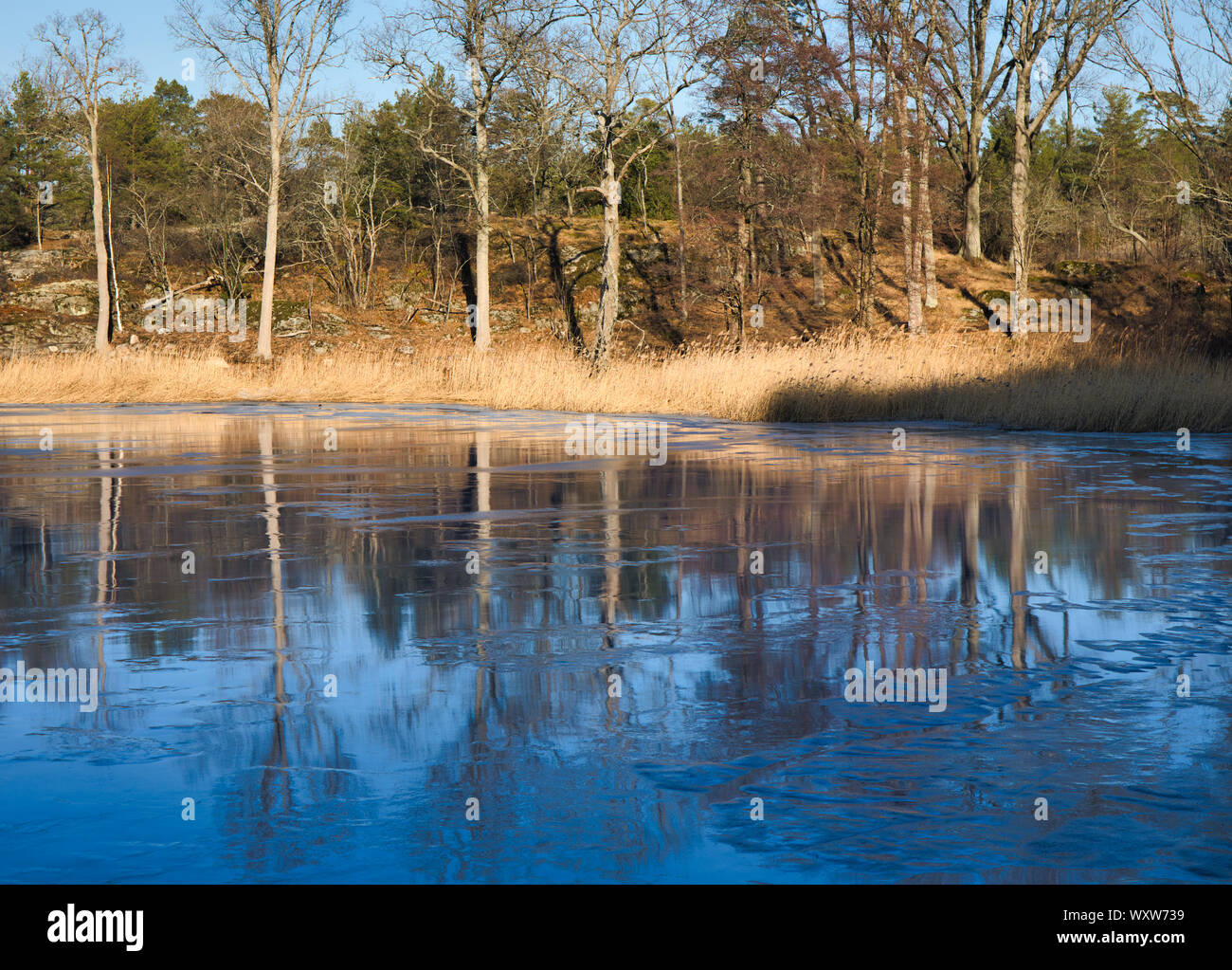 Gefrorene Ostseeküste in der Wintersonne, Varmdo, Stockholmer Archipel, Schweden Stockfoto