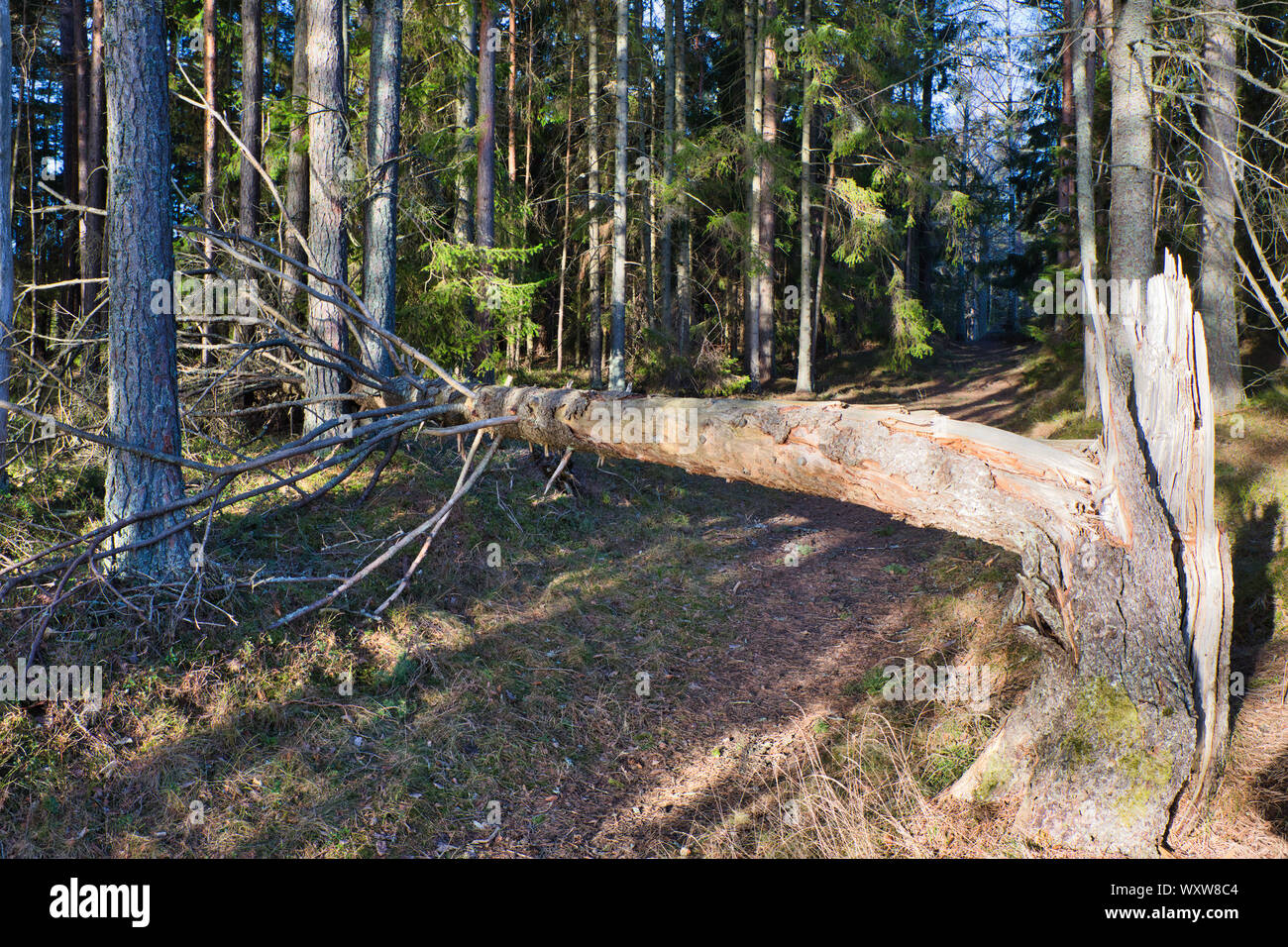 Gefallenen Baum blockiert Waldweg Trail, Schweden, Skandinavien Stockfoto