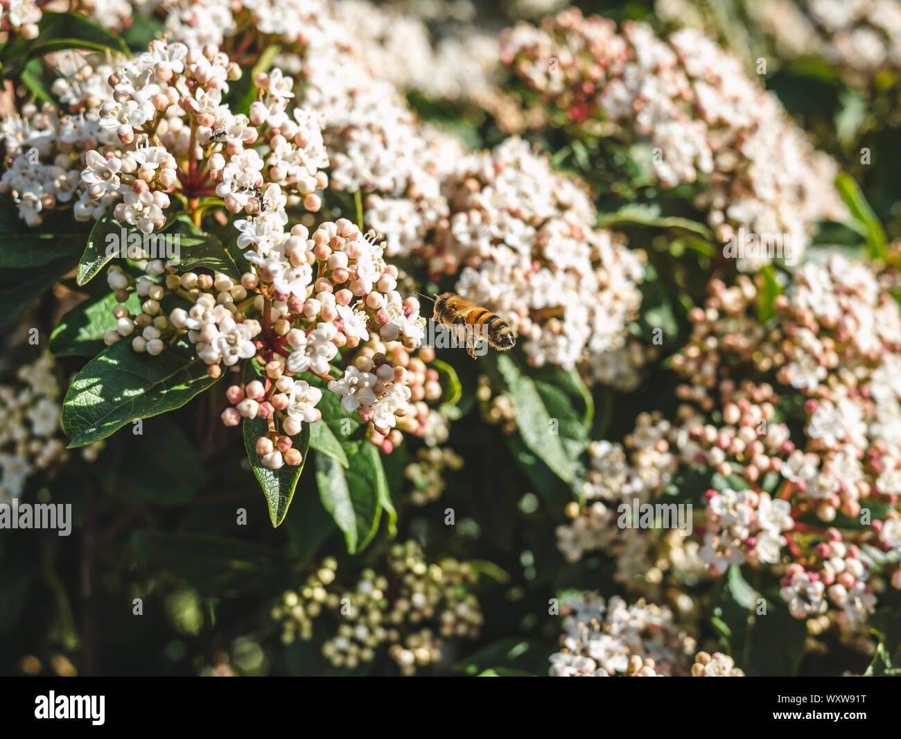 Eine Honigbiene um die Blume Garten fliegen unter Sonnenlicht Stockfoto