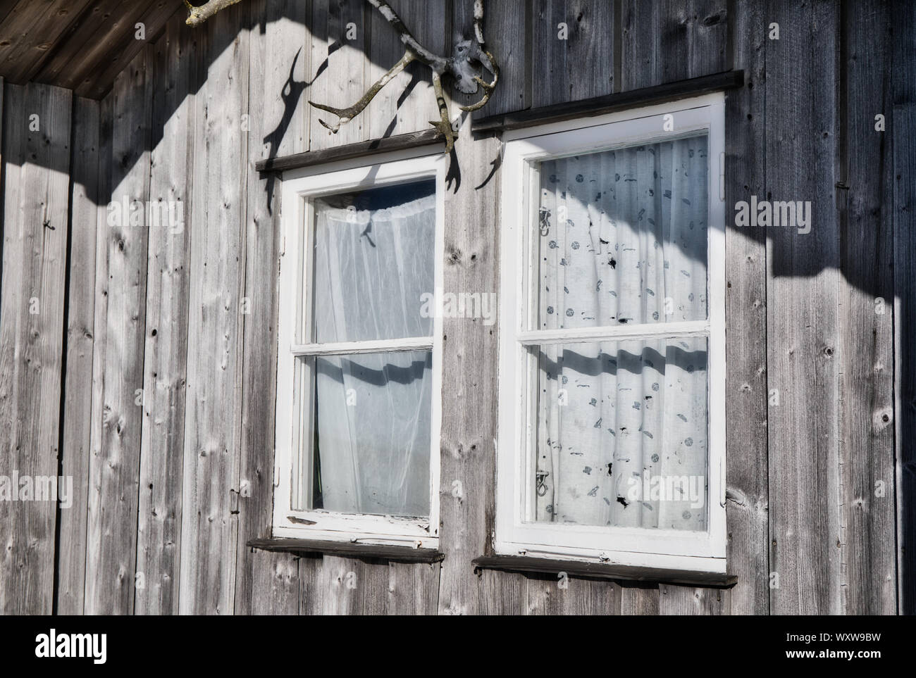 Geweih angebracht von rustikalen Holzmöbeln Sommer Kabine mit Vorhang Fenster, Sandhamn nach Außen, Stockholmer Schären, Schweden Stockfoto