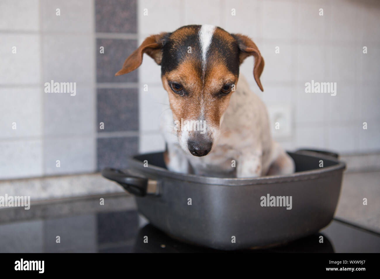 Jack Russell Terrier Hund in der Pfanne - Hot Dog Stockfoto