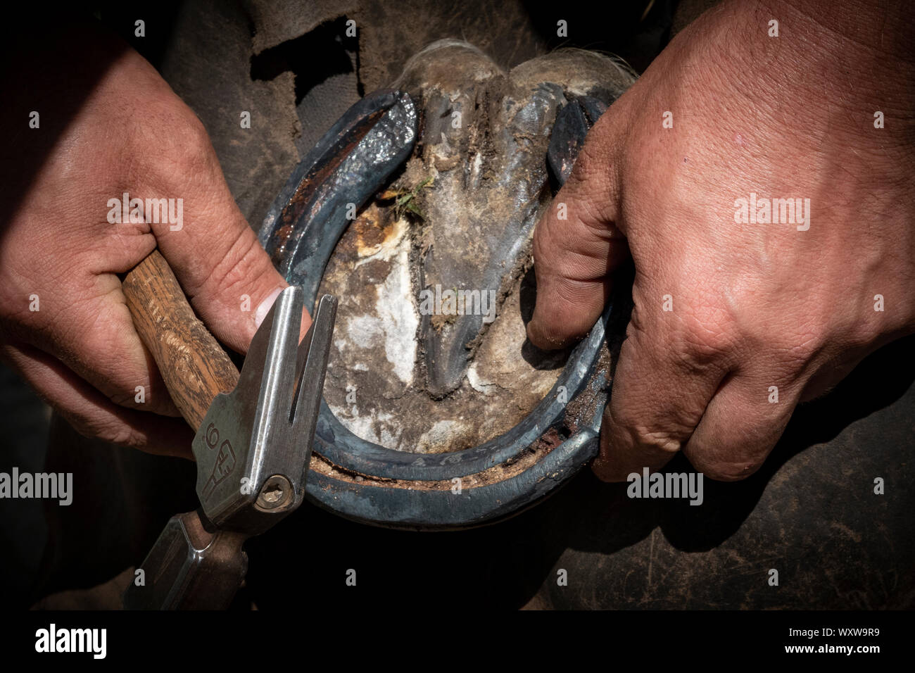 Hand Aufnahmen von einem Schmied in den Prozess der Anwendung einer neuen Schuh zu einem Pferd Stockfoto