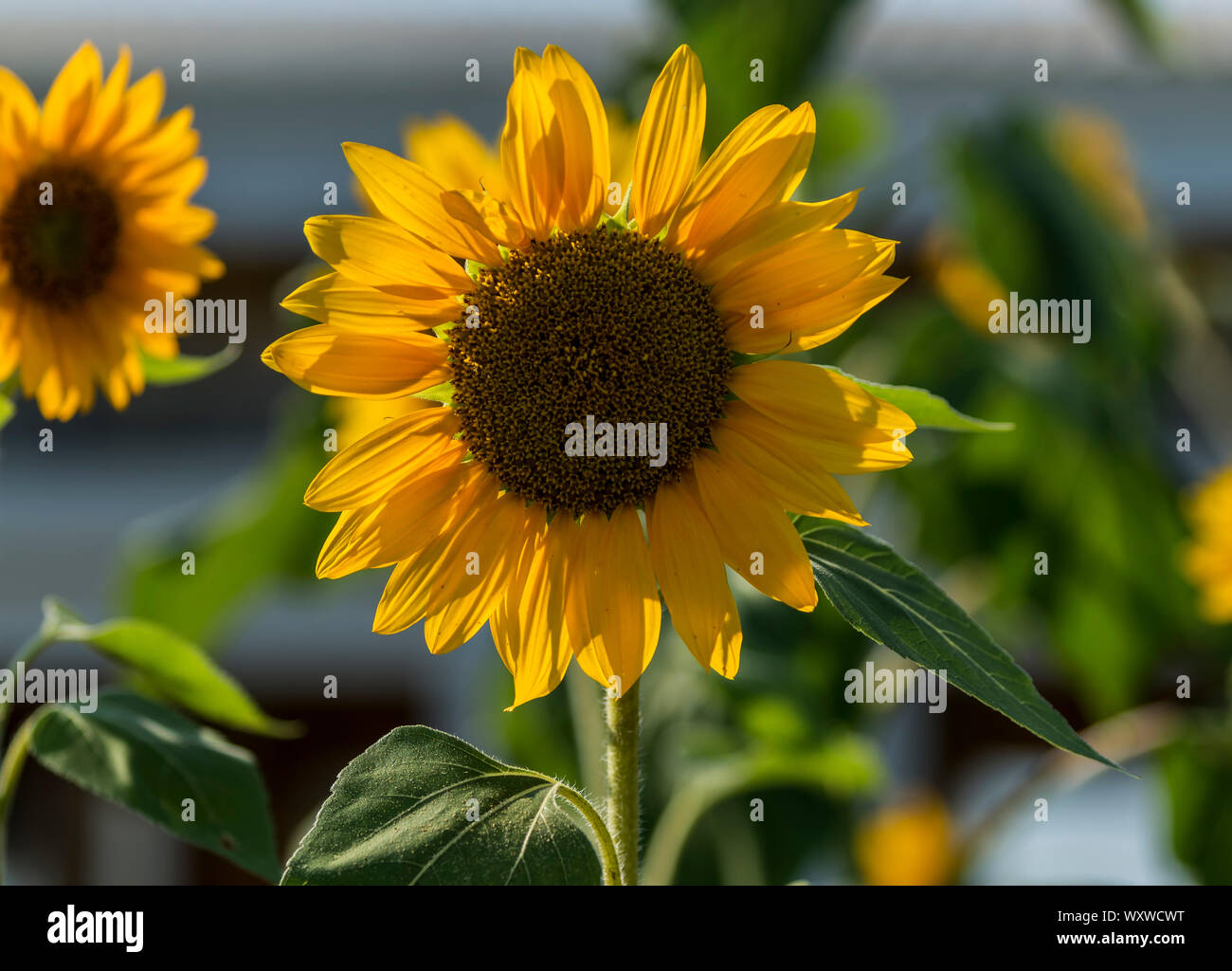 Eine kleine Sonnenblume ist auf seinem Höhepunkt, kurz bevor es verwelkt, mit strahlendem Sonnenschein reflektiert. Stockfoto