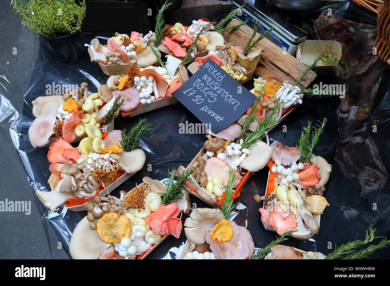 Die Pilze aus London Borough Markt, Großbritannien. Stockfoto