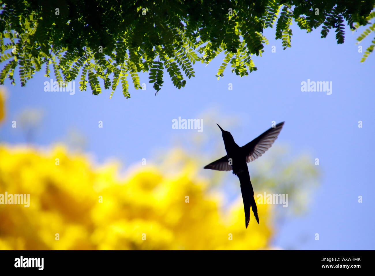 Hummingbird Vogel in Blüte Detail fliegen auf gelb Ipe Baum mit blauen Himmel Stockfoto