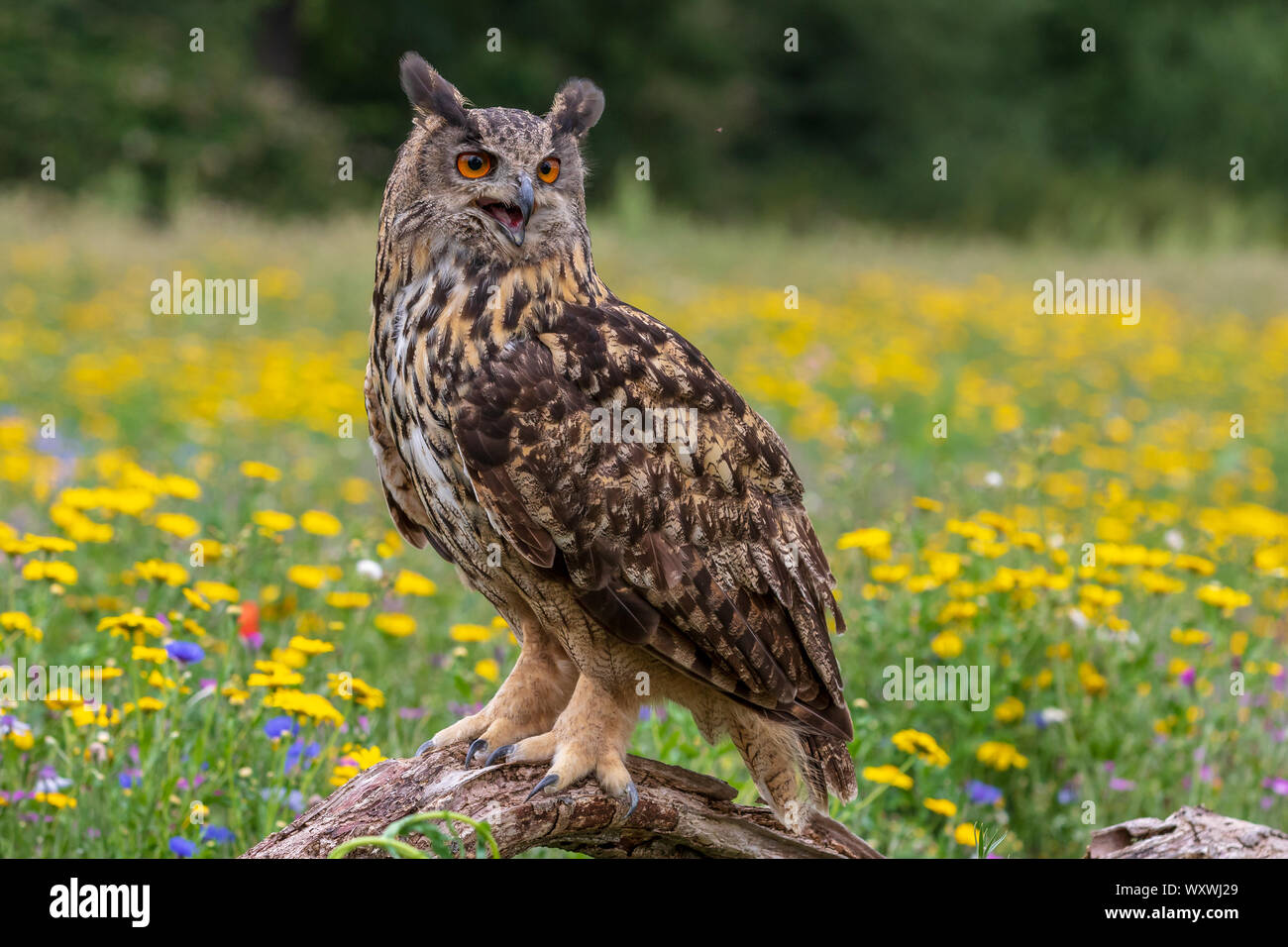 Uhu (Bubo bubo) Schließen thront - oben Stockfoto
