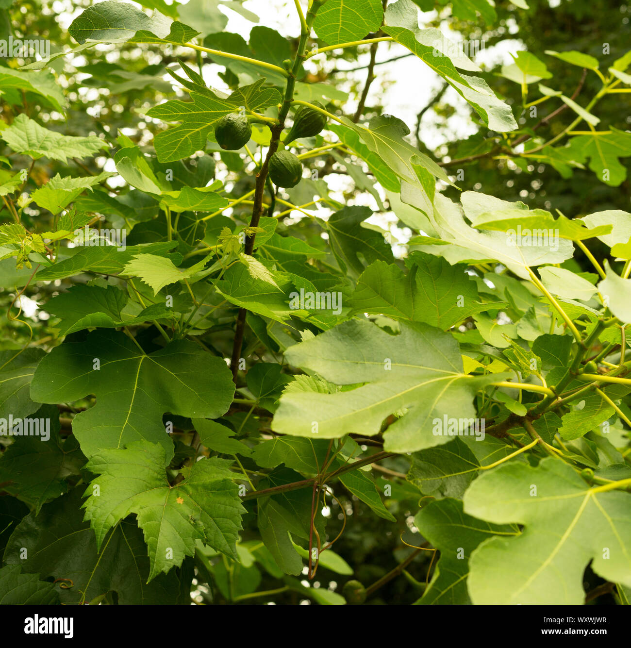 Gemeinsame Feigenbaum (Ficu carica). Stockfoto