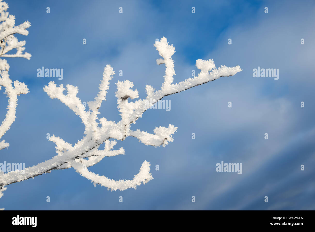 Snowy Zweig, blauer Himmel Hintergrund Stockfoto