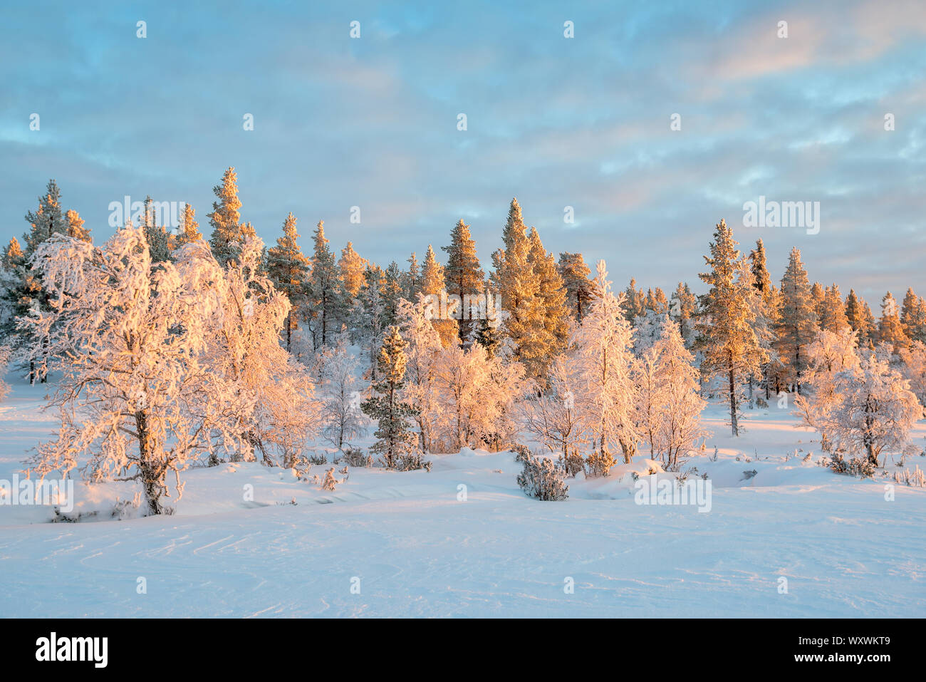 Verschneite Landschaft, gefrorene Bäume im Winter in Saariselka, Lappland, Finnland Stockfoto