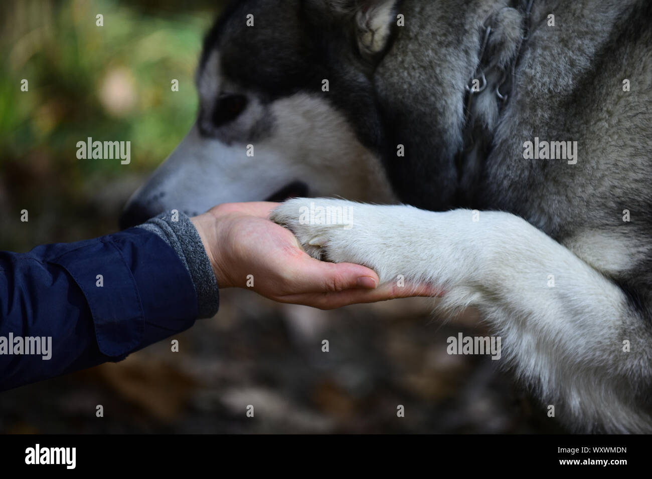 Hand und Hund Pfote. Die Freundschaft zwischen Mensch und Tier. Vertrauen,  Hilfe und Begleitung. Ausbildung Hunde Konzept Stockfotografie - Alamy
