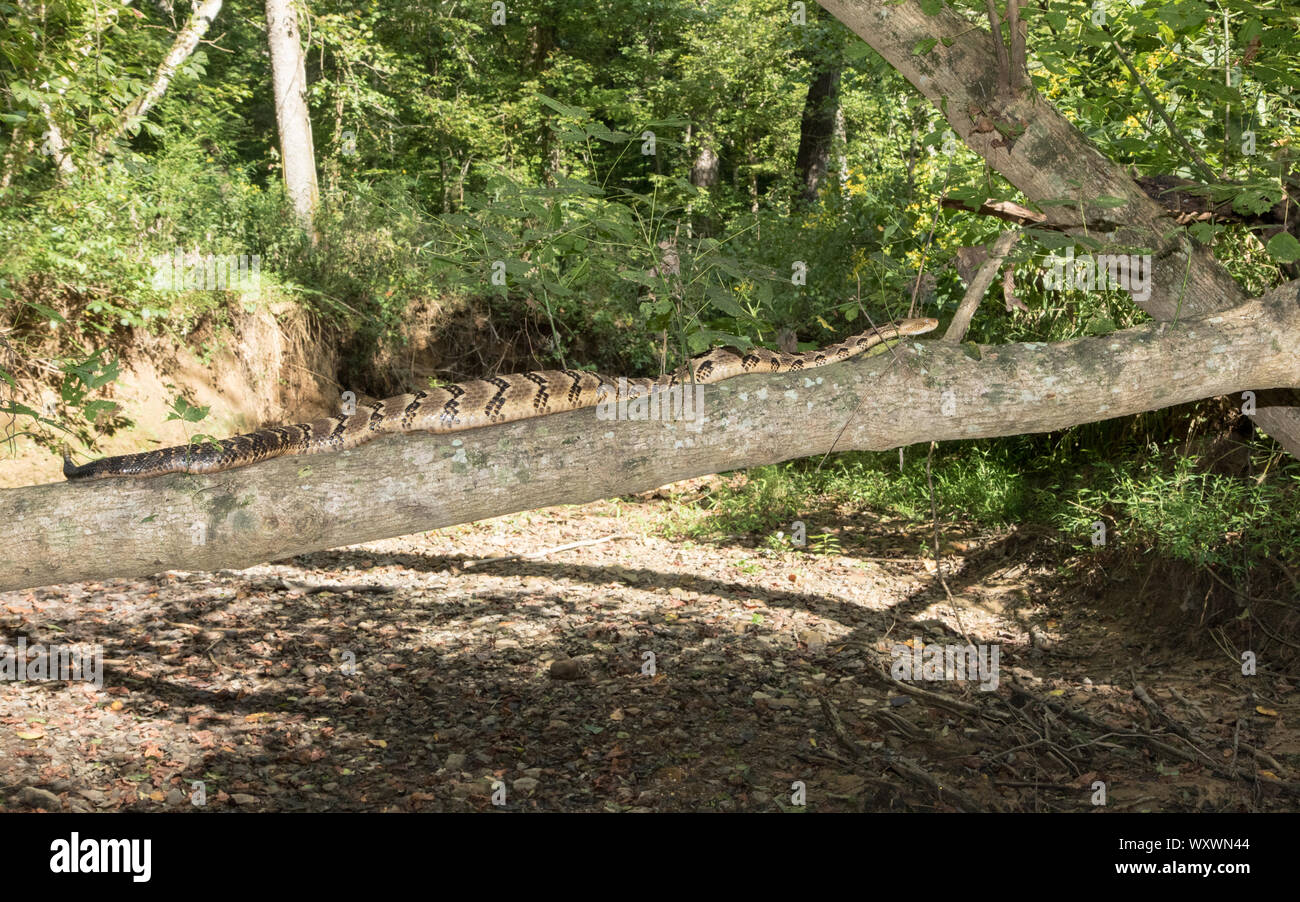 Eine ausgewachsene Holzrasselnake, Crotalus horridus, die einen Baum klettert. Stockfoto