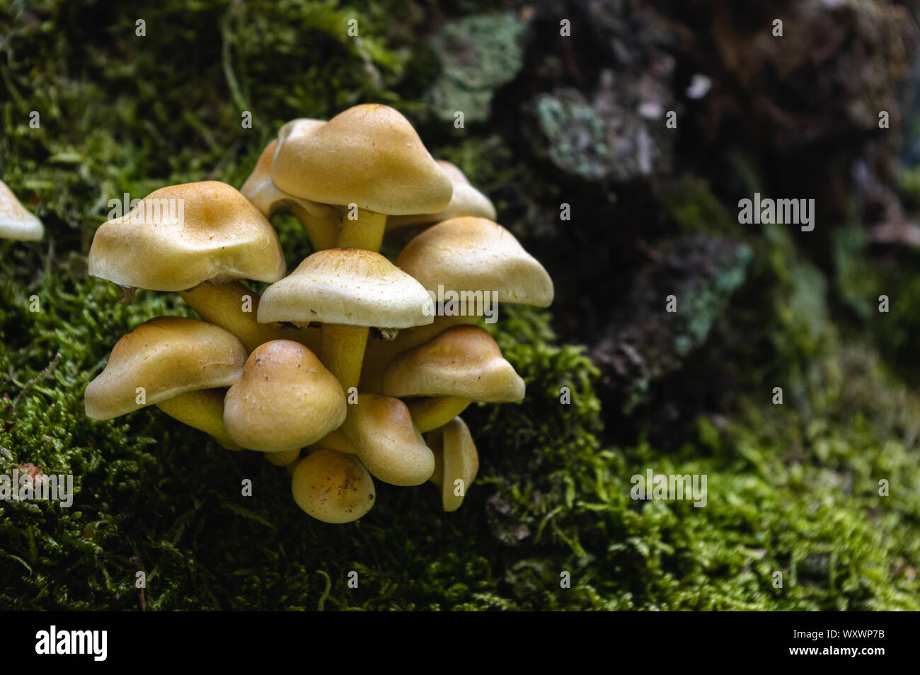 Bündel von Pilzen im Wald Stockfoto