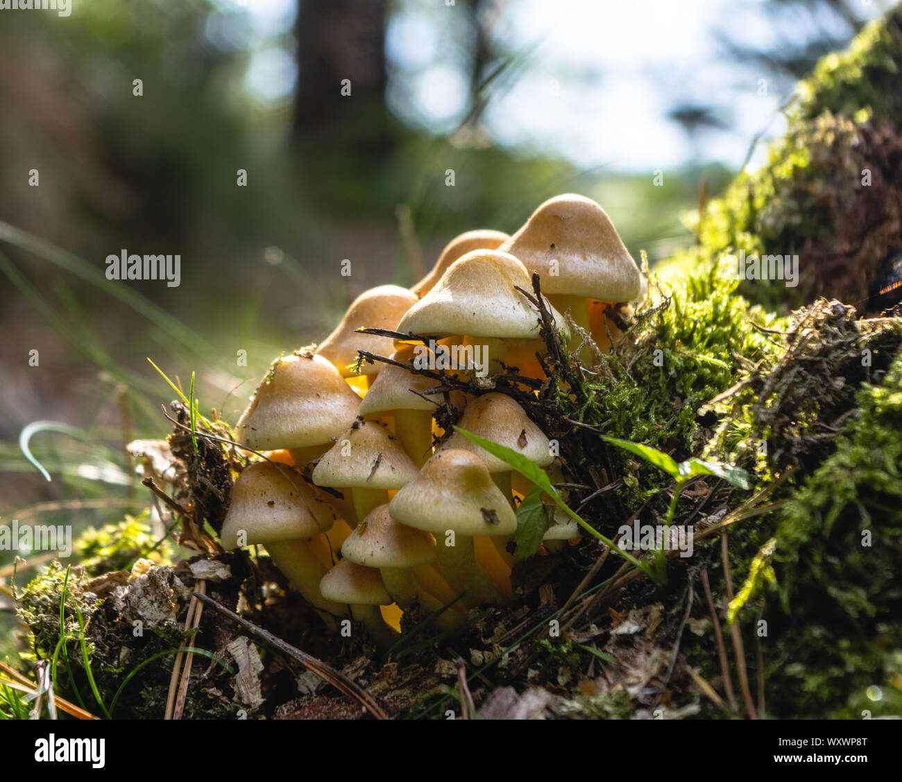 Bündel von Pilzen im Wald gegen Sonnenlicht Stockfoto
