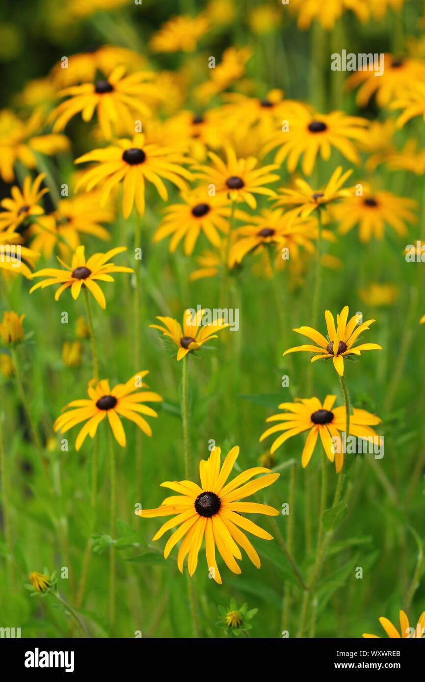 Rudbeckia fulgida, die orange coneflowers oder mehrjährige coneflowers Stockfoto