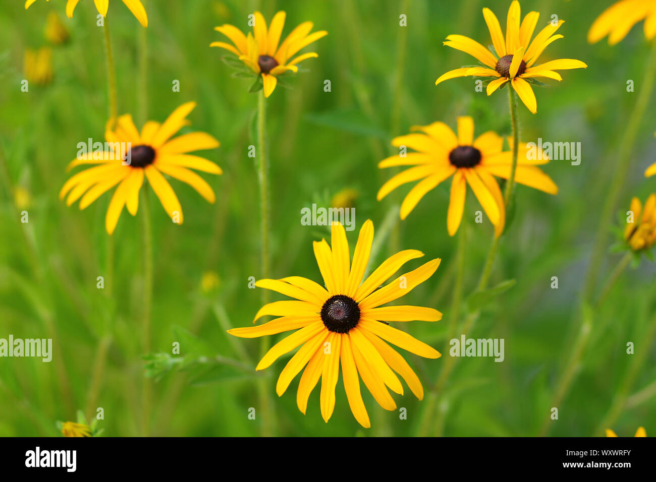 Rudbeckia fulgida, die orange coneflowers oder mehrjährige coneflowers Stockfoto