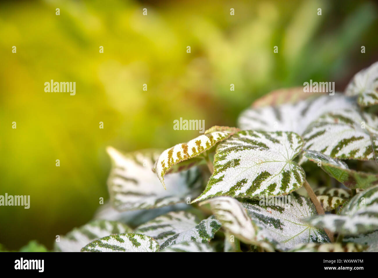 Violette Flamme (Episcia cupreata (Hook.) Hanst.) im Garten. Stockfoto