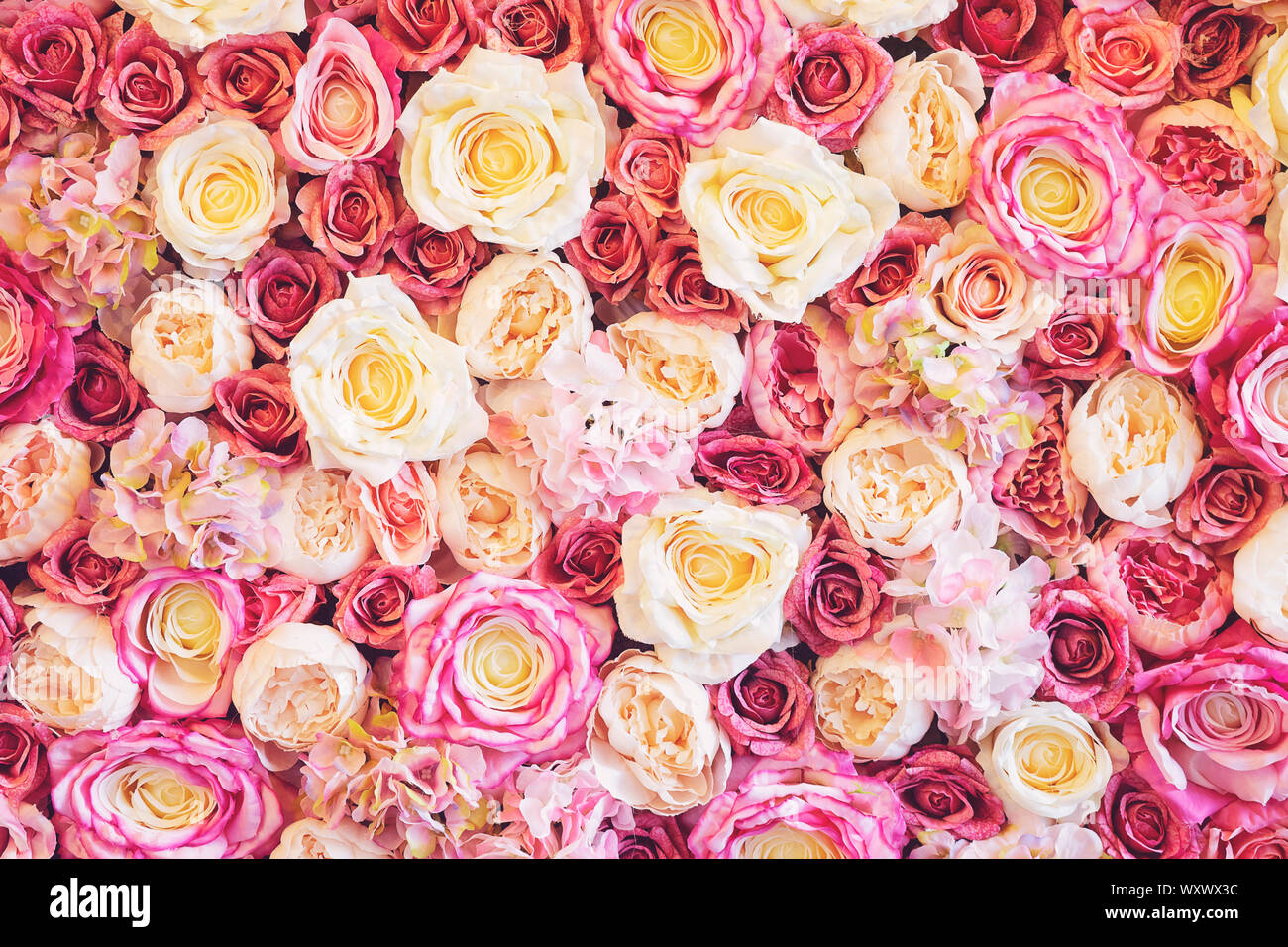 Blumen Wand Hintergrund mit erstaunlichen rot, rosa und weißen Rosen,  Hochzeit Deko, in Handarbeit gefertigt. Toning Stockfotografie - Alamy