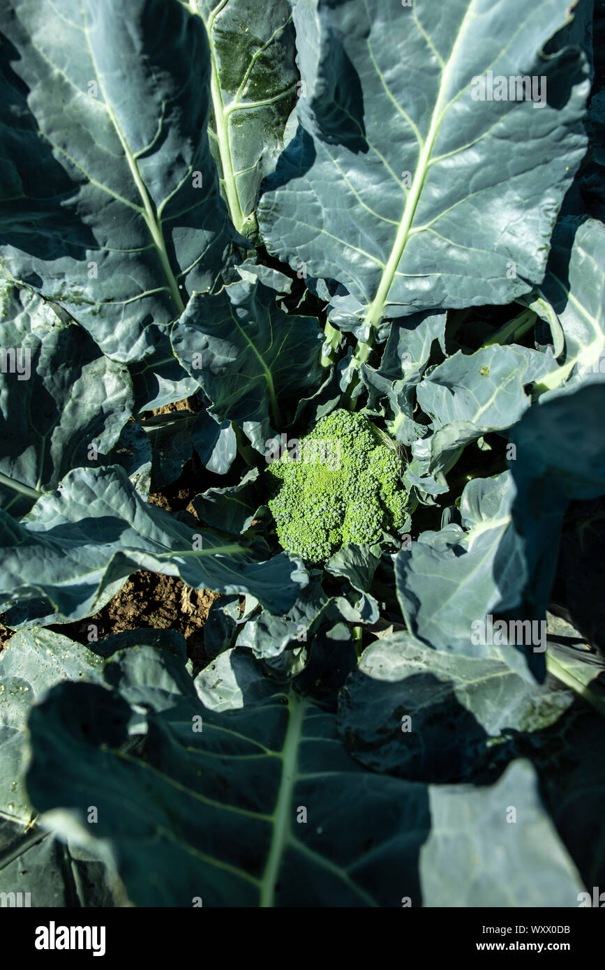 Close up Brokkoli in einer Farm. Große Brokkoli Plantage. Konzept für wachsende Brokkoli. Sonnenlicht. Stockfoto