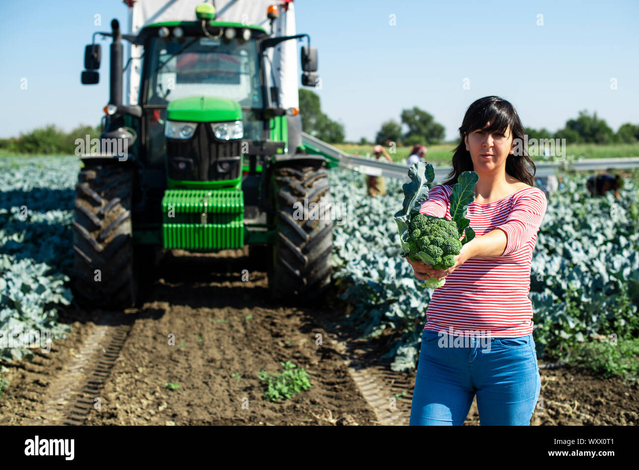 Arbeitnehmer zeigt Brokkoli auf der Plantage. Kommissionierung Brokkoli. Traktor und automatisierte Plattform in Brokkoli großer Garten. Sonnigen Tag. Frau, die Brokkoli Kopf. Stockfoto