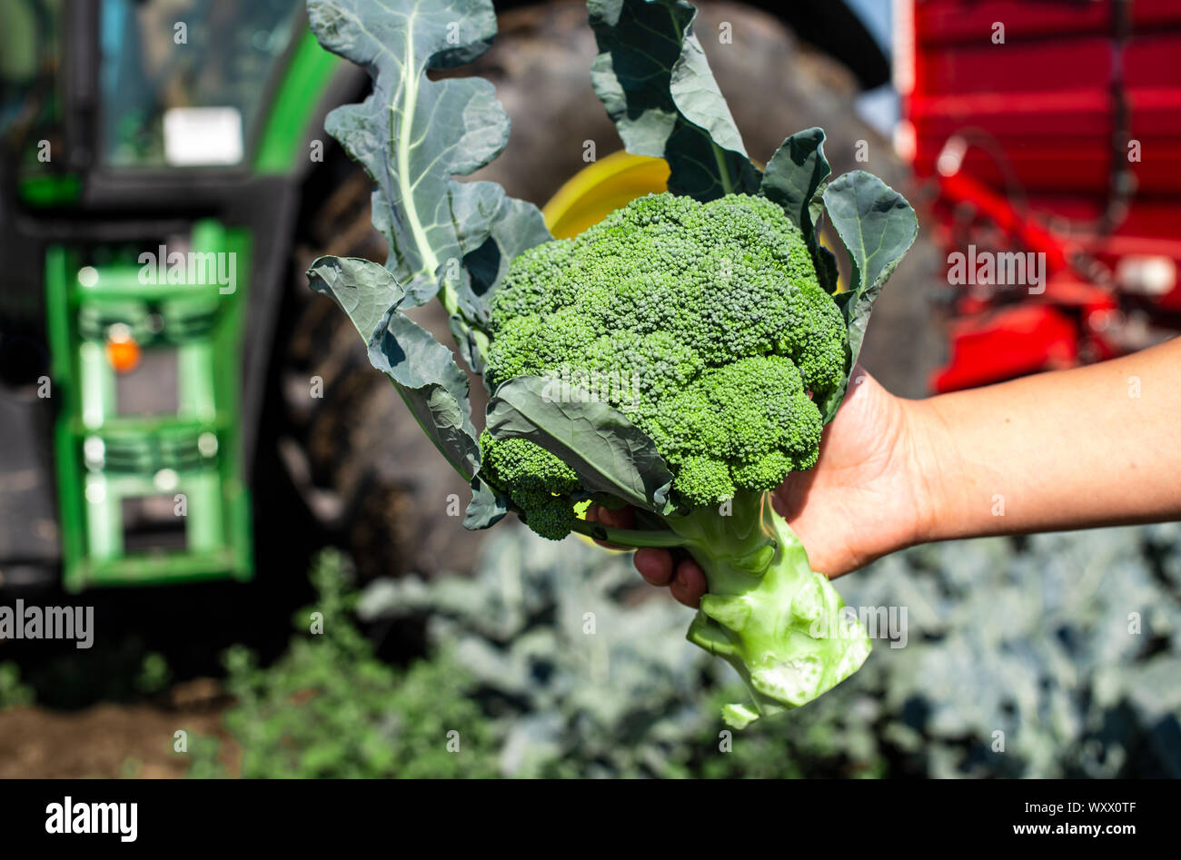 Arbeitnehmer zeigt Brokkoli auf der Plantage. Kommissionierung Brokkoli. Traktor und automatisierte Plattform in Brokkoli großer Garten. Sonnigen Tag. Frau, die Brokkoli Kopf. Stockfoto