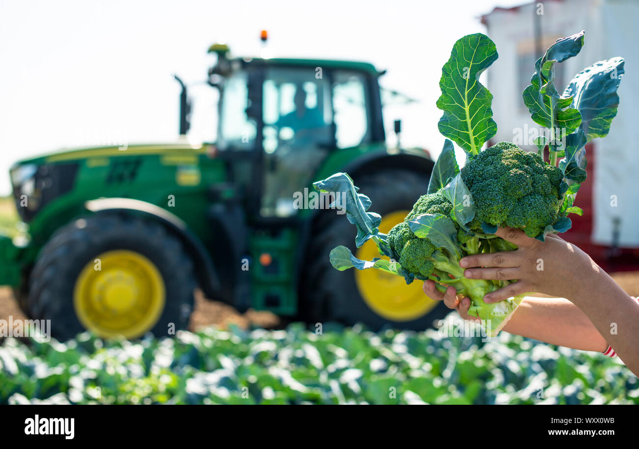 Arbeitnehmer zeigt Brokkoli auf der Plantage. Kommissionierung Brokkoli. Traktor und automatisierte Plattform in Brokkoli großer Garten. Sonnigen Tag. Frau, die Brokkoli Kopf. Stockfoto