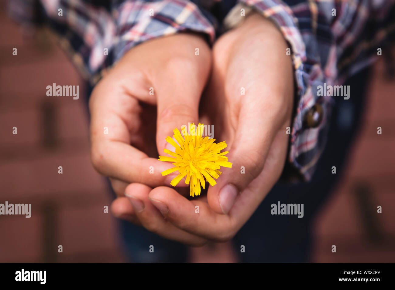 Nahaufnahme der jungen Mädchen Hände halten eine einfache, gelbe Blume; Konzept: Pflege und Schutz von Umwelt und Natur Stockfoto