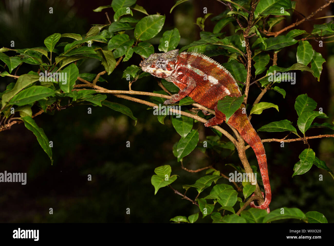 Panther chameleon (Furcifer pardalis) männlich in einem Baum, Pangalanes Kanal, Ampitabe Sees, Region Atsinanana, Madagaskar Stockfoto