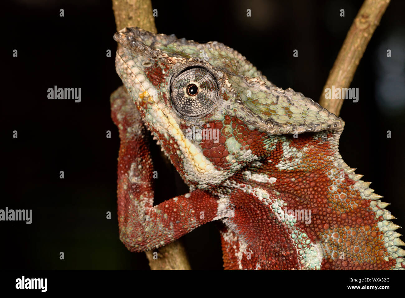 Panther chameleon (Furcifer pardalis) männliche Portrait, Pangalanes Kanal, Ampitabe Sees, Region Atsinanana, Madagaskar Stockfoto