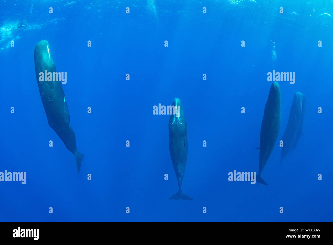 Pod von schlafenden Pottwal (Physeter macrocephalus) Forscher zum ersten  Mal sah diese ungewöhnliche Schlaf Verhalten in Pottwale im Jahr 2008. Die  Wissenschaftler in diesem Stockfotografie - Alamy