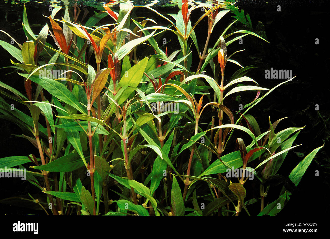 Alternanthera alternanthera sp Fotos und Bildmaterial in hoher